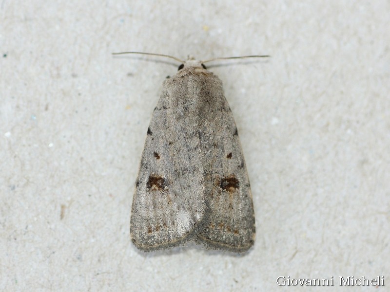 Noctuidae da ID - Caradrina sp.